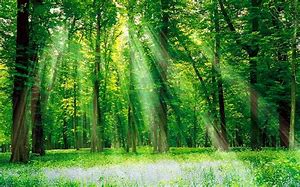 Image result for Beautiful Forest Trees Landscapes
