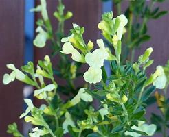 Image result for Salvia greggii SUNCREST Lemon Light