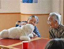 Image result for Japanese Elderly Care Robots