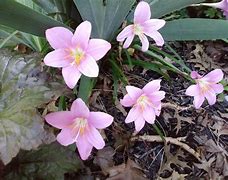 Image result for Rainy Beautifull Flowers