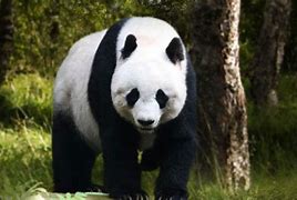 Image result for Biggest Panda Bear