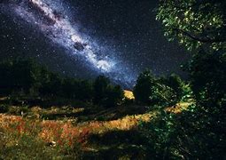 Image result for Starry Night Sky in Woods
