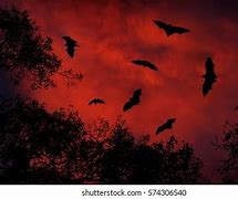 Image result for Bats in Sky