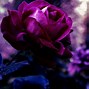 Image result for Purple and Pink Roses Wallpaper