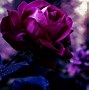 Image result for Purple Rose Wallpaper 4K