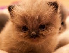 Image result for Cute Black Persian Cat