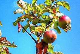Image result for Espalier Apple Tree