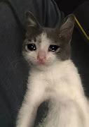 Image result for Crying Cat Meme Generator