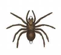 Image result for goliath bird eater spiders
