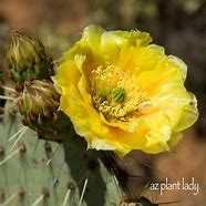 Image result for Cactus Color