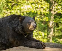 Image result for Zoo Bear