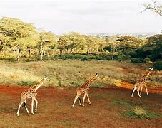 Image result for Giraffe Sanctuary