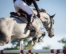 Image result for Thoroughbred Horse Show Jumping