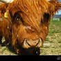Image result for Head of Cattle