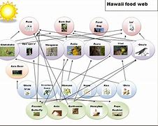 Image result for Hawaii Food Web