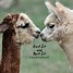 Image result for Alpaca Memes