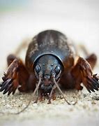 Image result for Mole Cricket Face