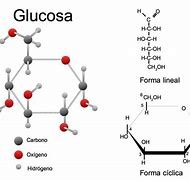 Image result for Fructosa Y Glucosa Formula