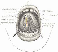 Image result for Wart On Side of Tongue