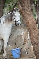 Image result for Indian Horse Breeds