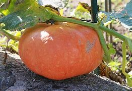 Image result for Orange Squash Vegetable