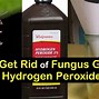 Image result for How to Get Rid of Fungus Gnats