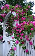 Image result for Old-Fashioned Climbing Roses
