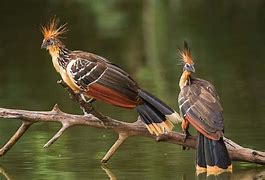 Image result for Weirdest Birds