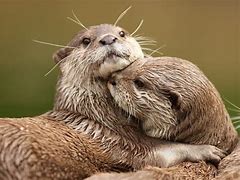 Image result for Otters Snuggling