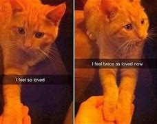 Image result for Excuse Cat Meme