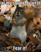 Image result for Funny Squirrel Sayings