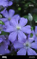 Image result for China Purple Clematis