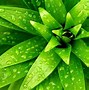 Image result for Plant Laptop Background