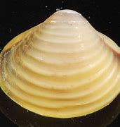 Image result for Clam Shell Thickness