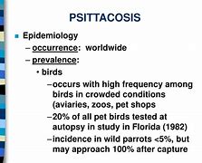 Image result for Psittacosis Life Cycle