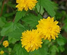 Image result for Kerria japonica