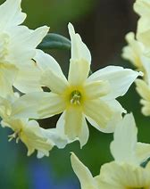 Afbeeldingsresultaten voor Narcissus Exotic Mystery