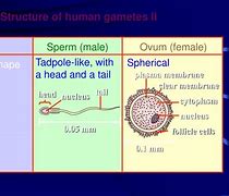 Image result for Gamete Anatomy