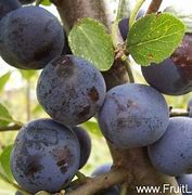 Image result for Prunus domestica Prune de Prince