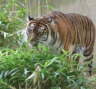 Image result for China Zoo Tiger Attack