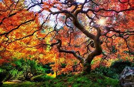Image result for Amazing Trees