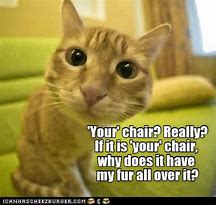 Image result for Cat Hold On the Chair Meme