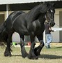 Image result for Gypsy Horse
