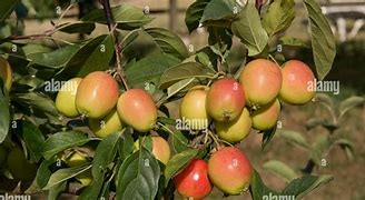 Image result for Small Fruit Looks Like a Apple