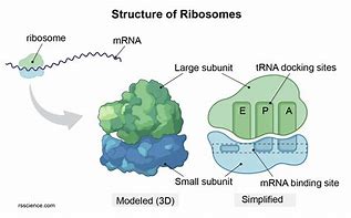 Image result for Ribosomal RNA