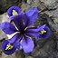 Image result for Iris reticulata Blue Planet