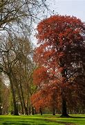 Image result for Beech Tree With