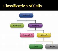 Image result for Cell Classification Chart