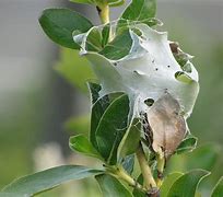 Image result for Spider Cocoon