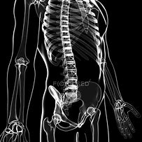 Image result for Lumbar Spine Pain Anatomy
